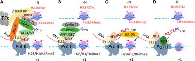 A hypothetical model: Chromatin remodelers couple with acetyltransferases to trigger the elongation of RNA polymerase II (pol II)